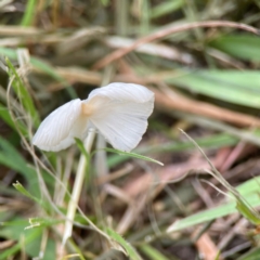 Unidentified Cap on a stem; gills below cap [mushrooms or mushroom-like] at Pialligo, ACT - 13 Jan 2024 by Hejor1