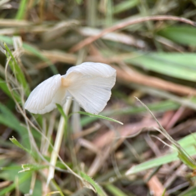 zz agaric (stem; gills white/cream) at Pialligo, ACT - 14 Jan 2024 by Hejor1