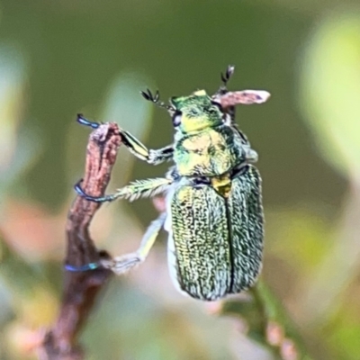 Diphucephala sp. (genus) (Green Scarab Beetle) at Pialligo, ACT - 13 Jan 2024 by Hejor1