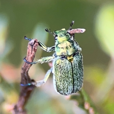 Diphucephala sp. (genus) (Green Scarab Beetle) at Pialligo, ACT - 14 Jan 2024 by Hejor1