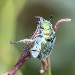 Diphucephala sp. (genus) at Pialligo, ACT - 14 Jan 2024