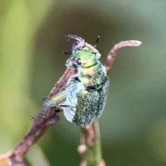 Diphucephala sp. (genus) at Pialligo, ACT - 14 Jan 2024