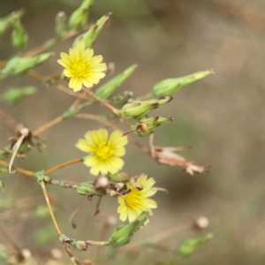 Lactuca serriola at Pialligo, ACT - 14 Jan 2024