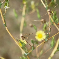 Lactuca serriola at Pialligo, ACT - 14 Jan 2024