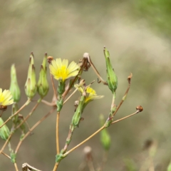 Lactuca serriola at Pialligo, ACT - 14 Jan 2024