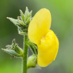 Verbascum virgatum (Green Mullein) at Pialligo, ACT - 13 Jan 2024 by Hejor1