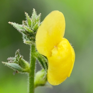 Verbascum virgatum at Pialligo, ACT - 14 Jan 2024