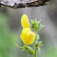 Verbascum virgatum at Pialligo, ACT - 14 Jan 2024