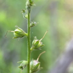 Verbascum virgatum at Pialligo, ACT - 14 Jan 2024