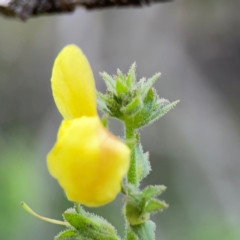 Verbascum virgatum at Pialligo, ACT - 14 Jan 2024