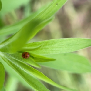 Hippodamia variegata at Pialligo, ACT - 14 Jan 2024