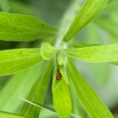 Hippodamia variegata at Pialligo, ACT - 14 Jan 2024