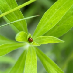 Hippodamia variegata at Pialligo, ACT - 14 Jan 2024