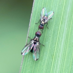 Parapalaeosepsis plebeia (Ant fly) at Pialligo, ACT - 14 Jan 2024 by Hejor1