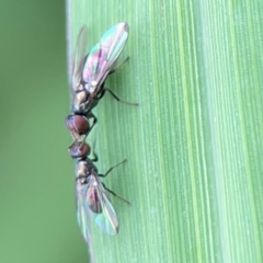 Parapalaeosepsis plebeia at Pialligo, ACT - 14 Jan 2024