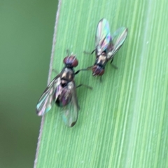 Parapalaeosepsis plebeia at Pialligo, ACT - 14 Jan 2024