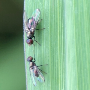 Parapalaeosepsis plebeia at Pialligo, ACT - 14 Jan 2024