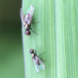 Parapalaeosepsis plebeia at Pialligo, ACT - 14 Jan 2024