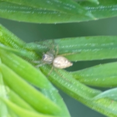 Oxyopes sp. (genus) (Lynx spider) at Pialligo, ACT - 13 Jan 2024 by Hejor1