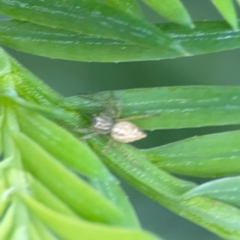 Oxyopes sp. (genus) at Pialligo, ACT - 14 Jan 2024