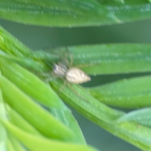 Oxyopes sp. (genus) at Pialligo, ACT - 14 Jan 2024