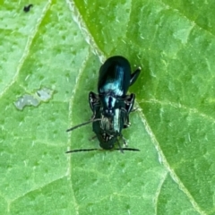 Altica sp. (genus) (Flea beetle) at Pialligo, ACT - 14 Jan 2024 by Hejor1