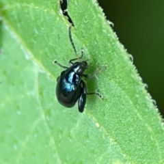 Altica sp. (genus) at Pialligo, ACT - 14 Jan 2024