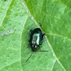 Altica sp. (genus) at Pialligo, ACT - 14 Jan 2024