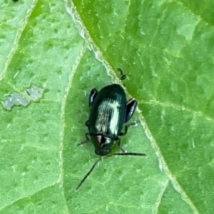 Altica sp. (genus) at Pialligo, ACT - 14 Jan 2024