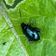 Altica sp. (genus) at Pialligo, ACT - 14 Jan 2024