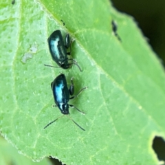 Altica sp. (genus) at Pialligo, ACT - 14 Jan 2024