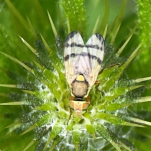 Euribia solstitialis at Pialligo, ACT - 14 Jan 2024 10:45 AM