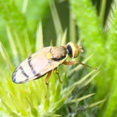 Euribia solstitialis at Pialligo, ACT - 14 Jan 2024 10:45 AM