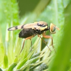 Euribia solstitialis at Pialligo, ACT - 14 Jan 2024