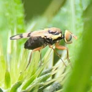 Euribia solstitialis at Pialligo, ACT - 14 Jan 2024 10:45 AM