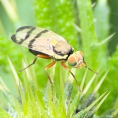 Euribia solstitialis at Pialligo, ACT - 14 Jan 2024 10:45 AM