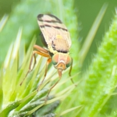 Euribia solstitialis at Pialligo, ACT - 14 Jan 2024 10:45 AM