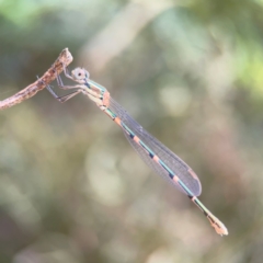 Austrolestes leda (Wandering Ringtail) at Pialligo, ACT - 14 Jan 2024 by Hejor1