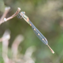 Austrolestes leda at Pialligo, ACT - 14 Jan 2024 10:50 AM