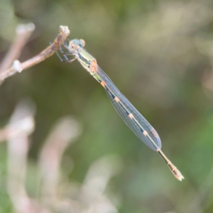 Austrolestes leda at Pialligo, ACT - 14 Jan 2024 10:50 AM