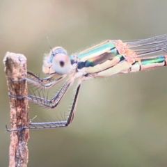 Austrolestes leda at Pialligo, ACT - 14 Jan 2024 10:50 AM