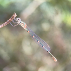 Austrolestes leda at Pialligo, ACT - 14 Jan 2024 10:50 AM