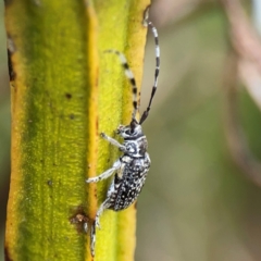 Ancita sp. (genus) (Longicorn or longhorn beetle) at Pialligo, ACT - 13 Jan 2024 by Hejor1