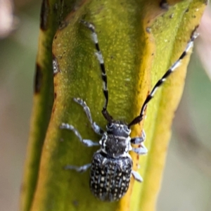 Ancita sp. (genus) at Pialligo, ACT - 14 Jan 2024 10:51 AM