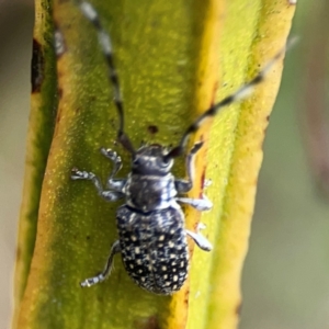 Ancita sp. (genus) at Pialligo, ACT - 14 Jan 2024 10:51 AM