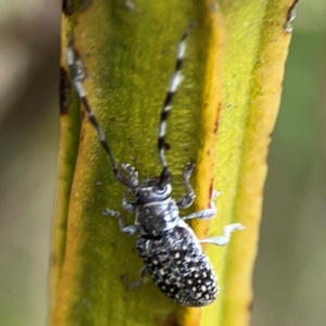 Ancita sp. (genus) at Pialligo, ACT - 14 Jan 2024 10:51 AM