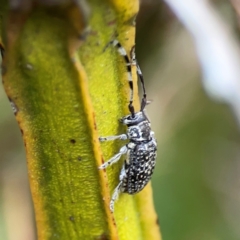 Ancita sp. (genus) at Pialligo, ACT - 14 Jan 2024 10:51 AM