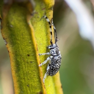 Ancita sp. (genus) at Pialligo, ACT - 14 Jan 2024 10:51 AM