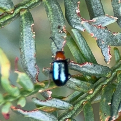Adoxia benallae (Leaf beetle) at Pialligo, ACT - 14 Jan 2024 by Hejor1