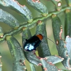 Adoxia benallae at Pialligo, ACT - 14 Jan 2024 10:52 AM